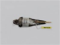 藏品(毛腳燕)的圖片